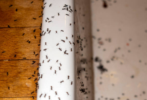 Professional Pest Control in Silverton, OH